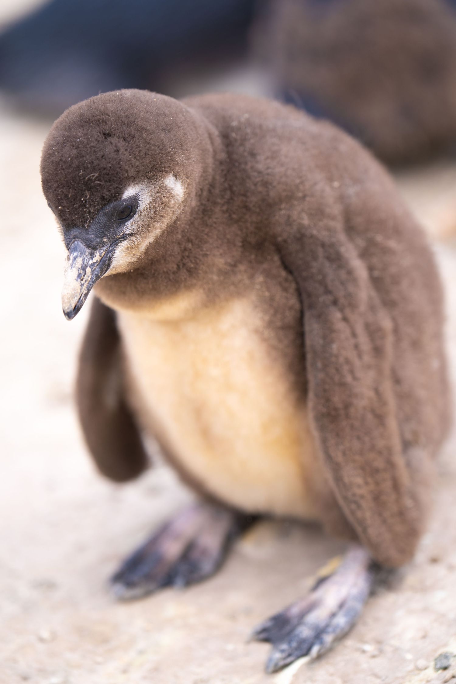Baby penguin with fuzzy brown feathers sitting on ground.