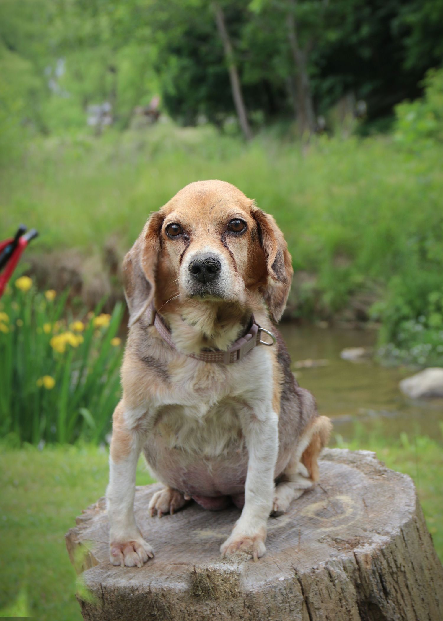 A beagle dog sits alertly on tree stump with pond and wildflowers in background.