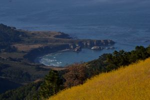 Mustard plants over the ocean in Big Sur, CA