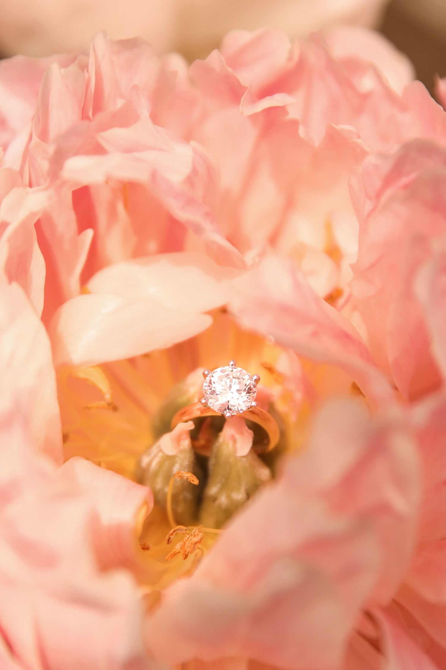 Close-up of a diamond engagement ring nestled within delicate pink rose petals.