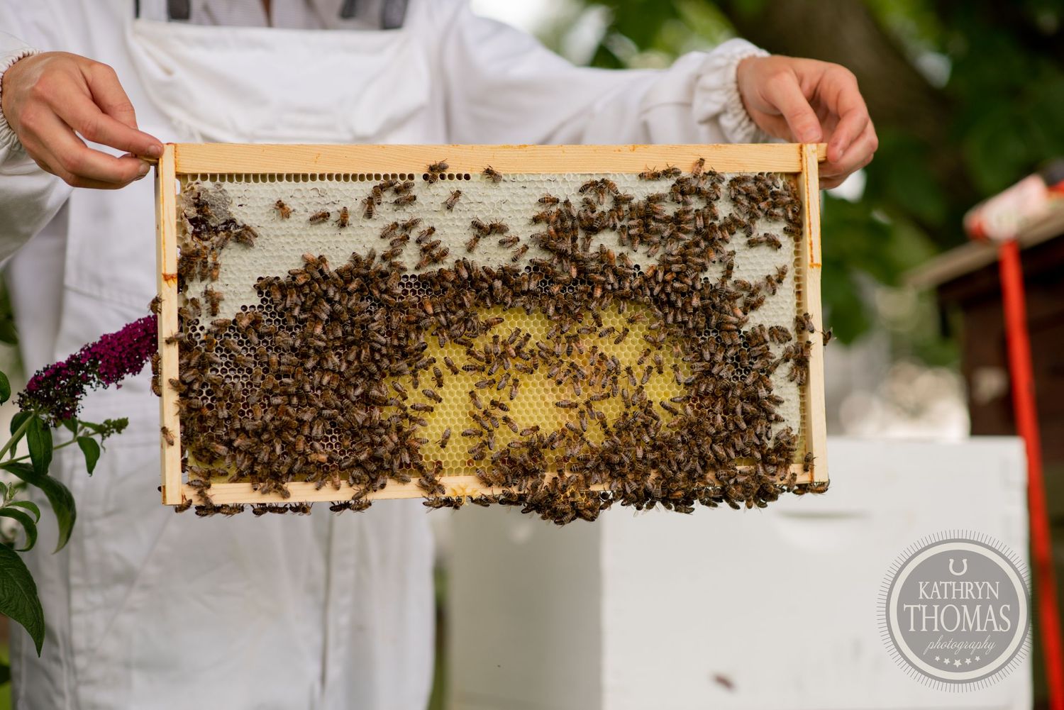 Close-up of honeycomb frame covered with busy bees against dark background.