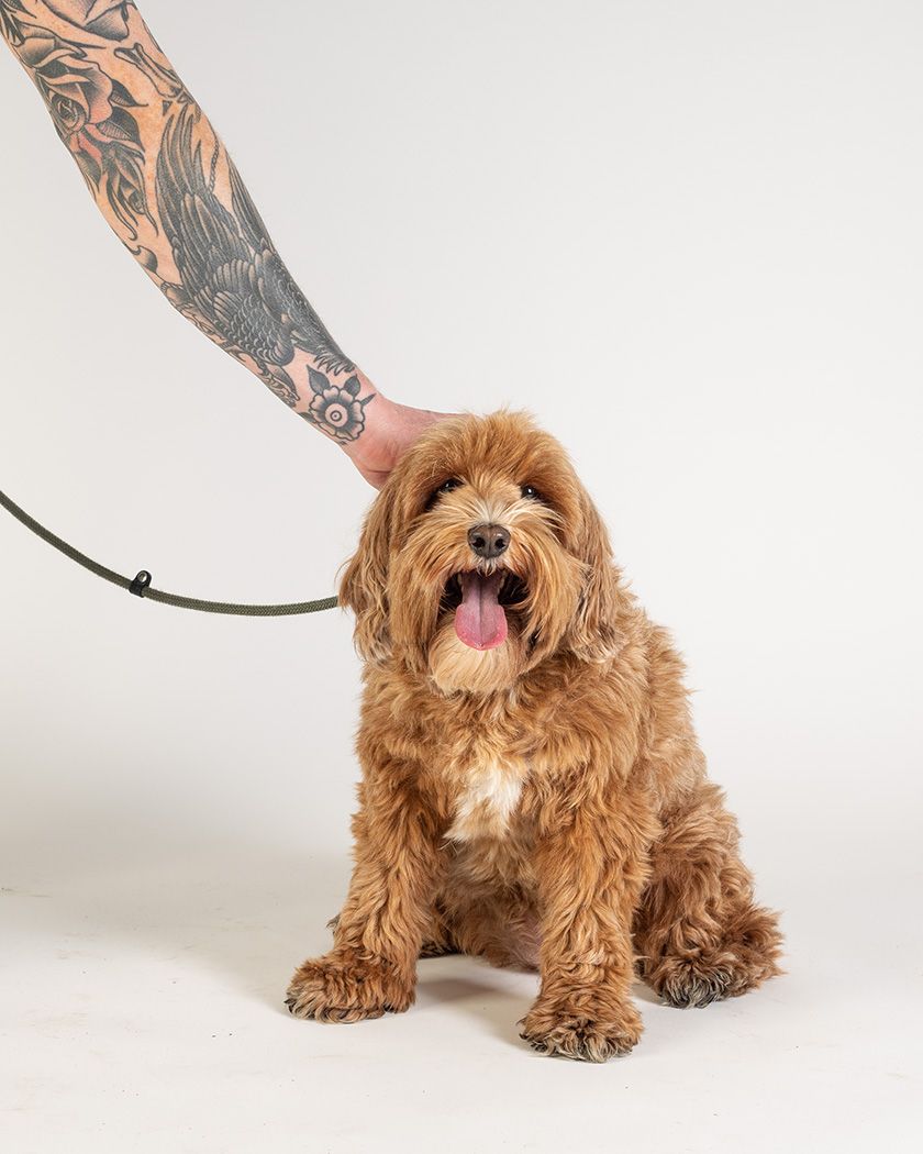 Cavapoo in photographic studio by Lucy Reeve Dog Photographer