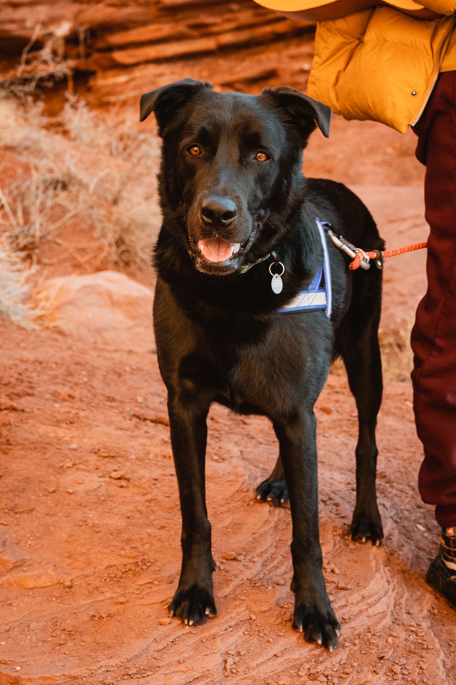 A happy black Labrador mix wearing a harness and leash stands on red desert rock terrain.
