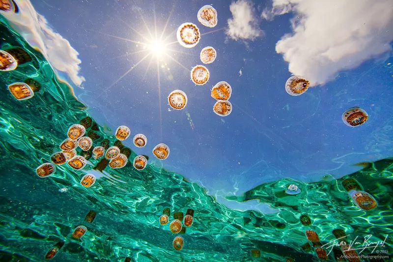 Golden jellyfish floating in turquoise waters beneath a bright sun and blue sky in Jellyfish Lake, Palau.