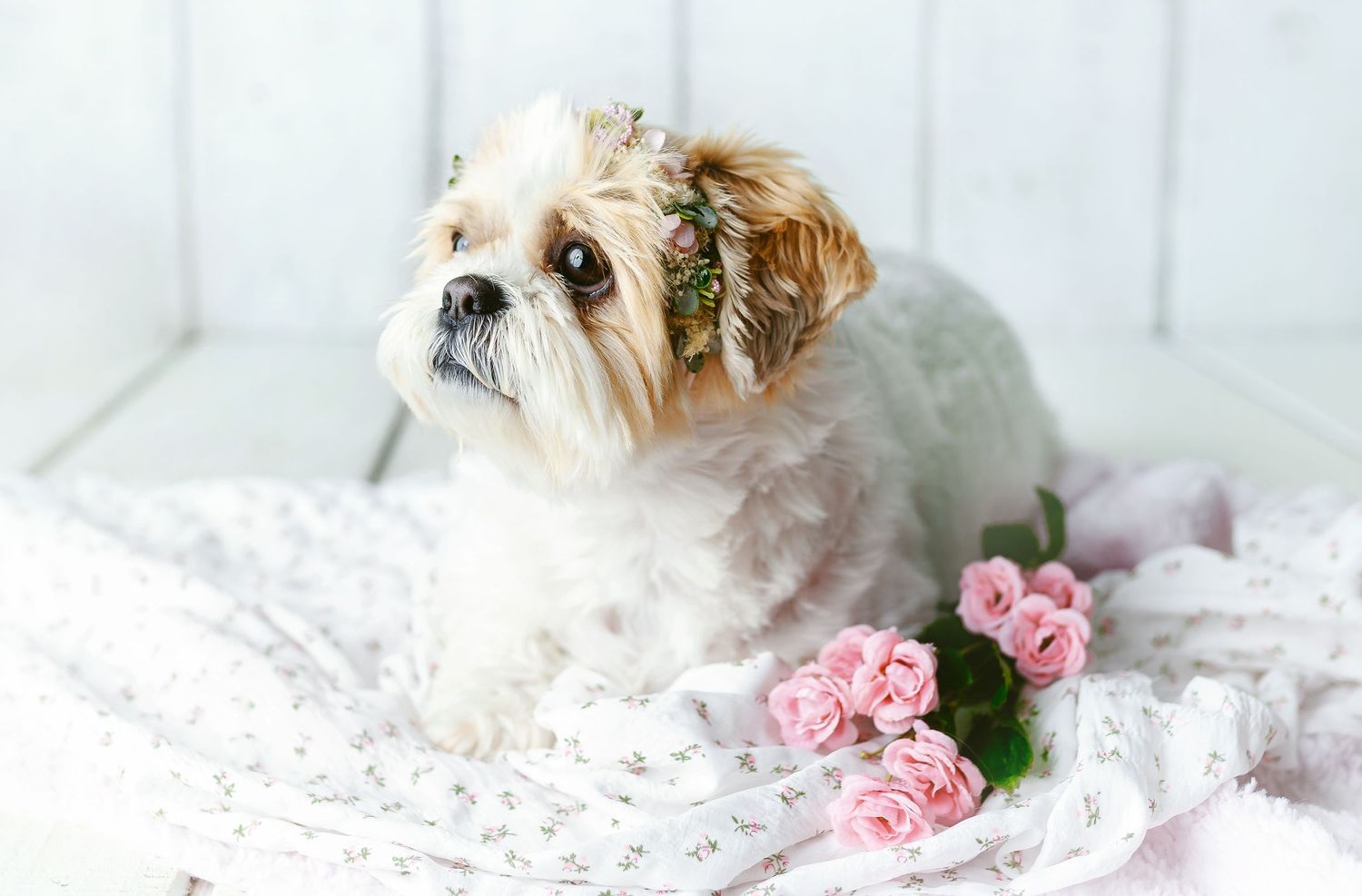 An older dog looking up with pink flowers. Greenville SC Boudoir, Easley SC Boudoir, Upstate SC boudoir