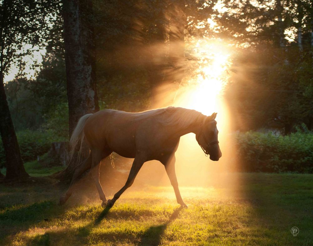 Golden sunbeams pierce through trees as a horse gallops in slow motion.