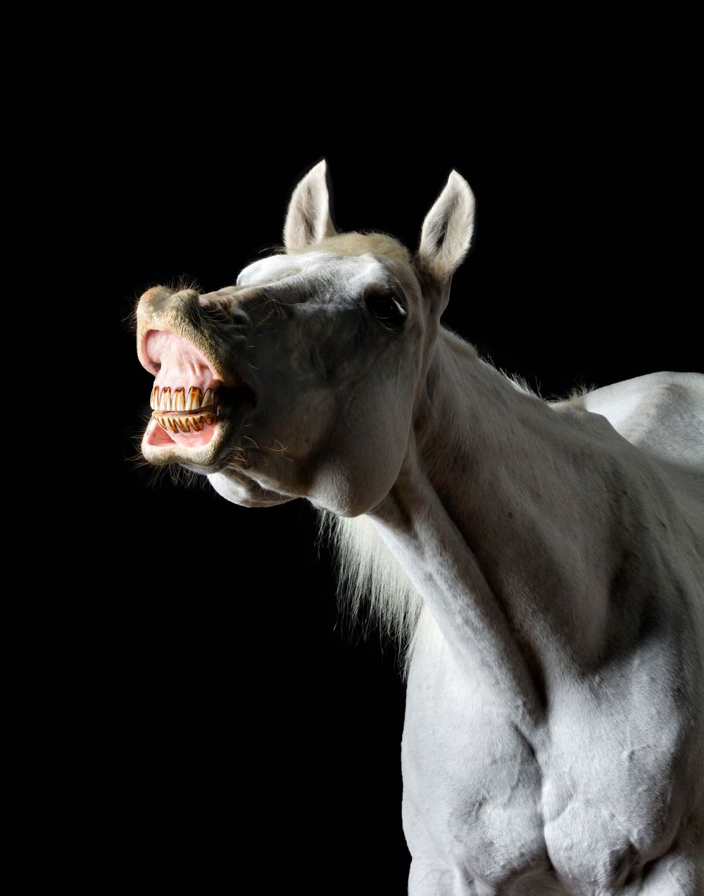 Artistic series of white horse profile shots showing teeth and expressions.