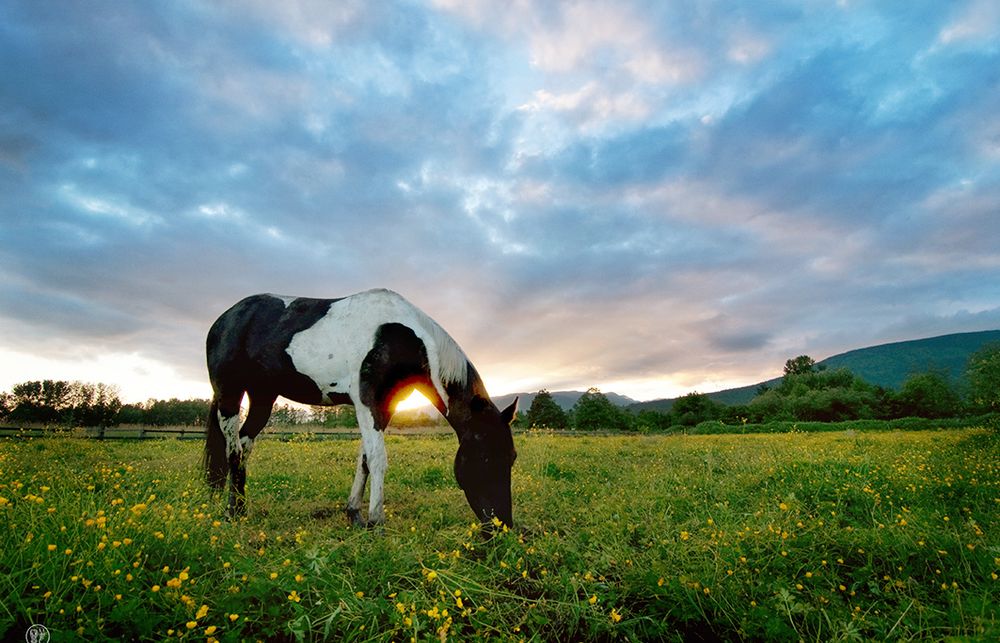 Horses graze peacefully in a wildflower meadow under dramatic cloudy skies.