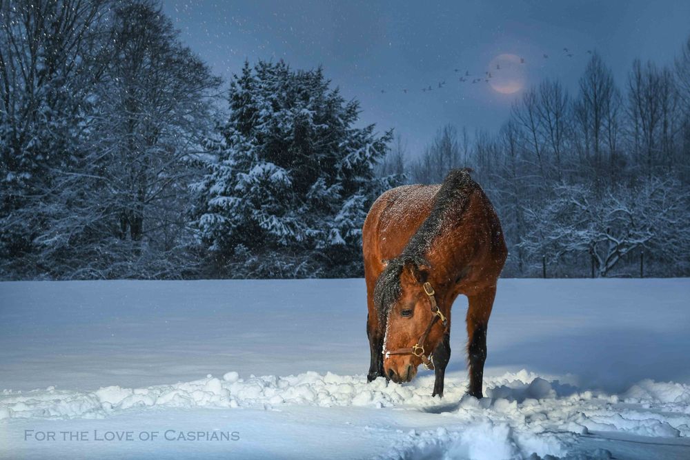 Horses trudge through deep winter snow with mountains in background.