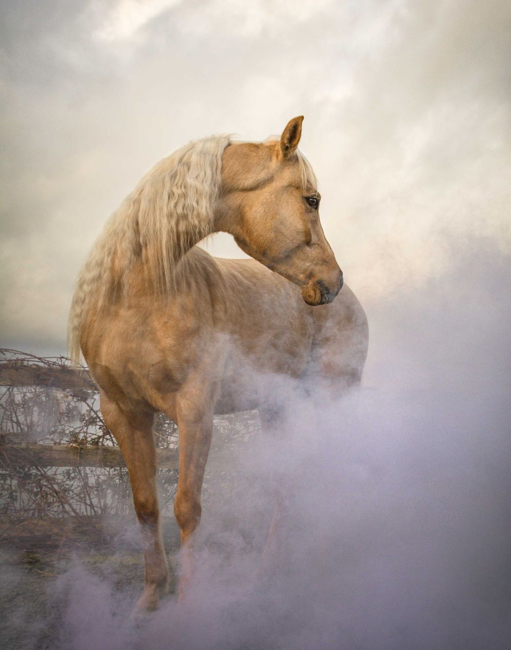 Ethereal cream-colored horse emerges from misty atmospheric background.