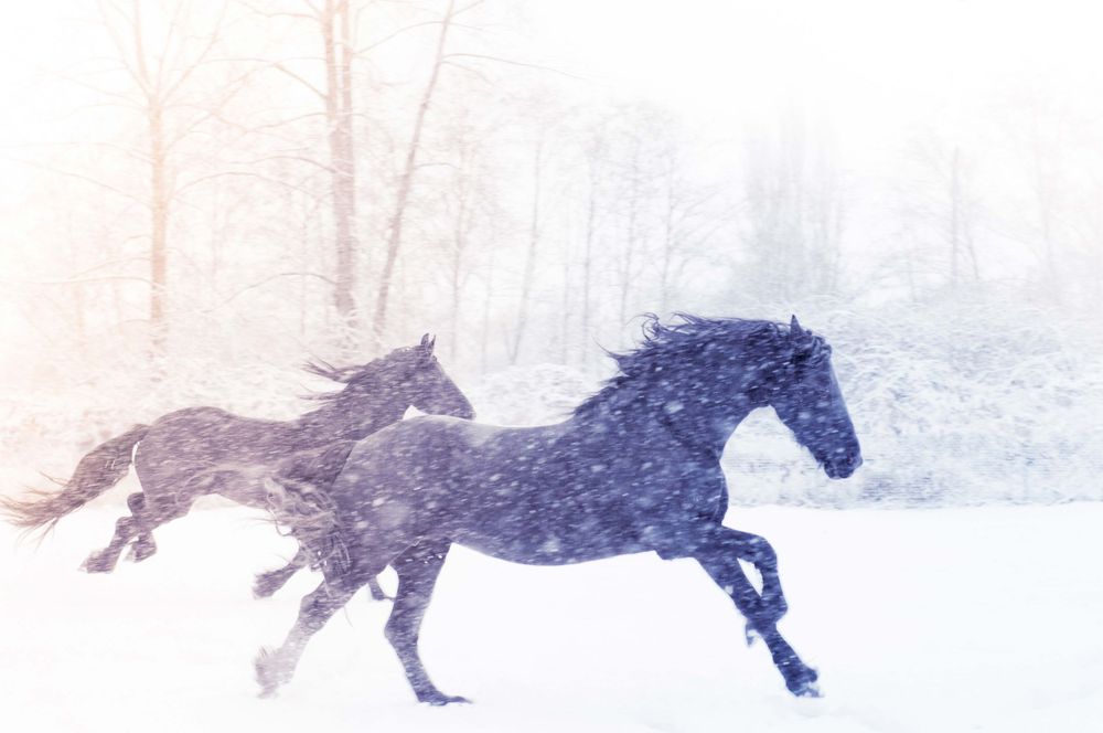 Horses galloping through fresh powder snow create an ethereal winter scene.