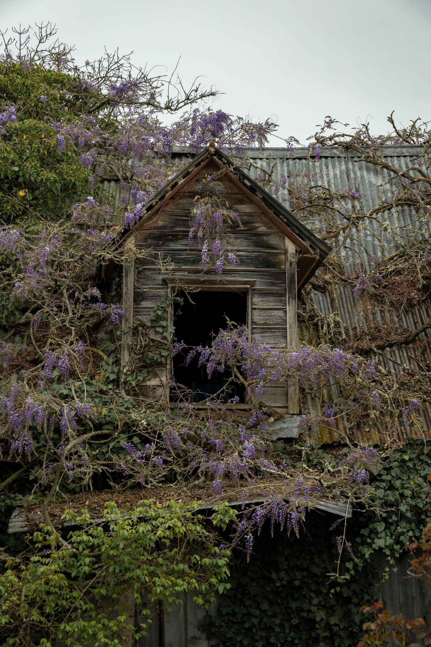 An old wooden house partially obscured by overgrown purple-flowered vines, creating a moody, abandoned look.