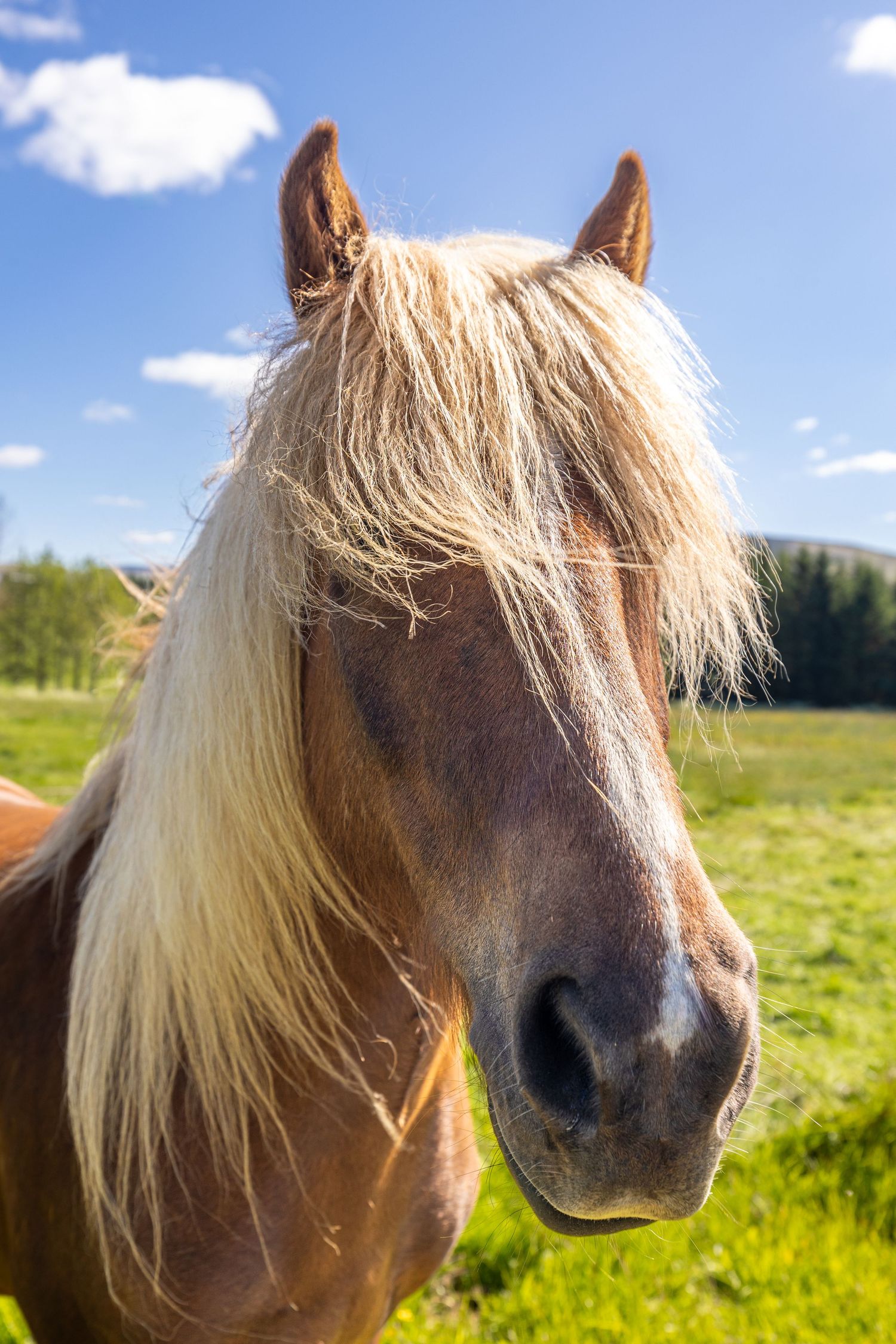 iceland horse custom print