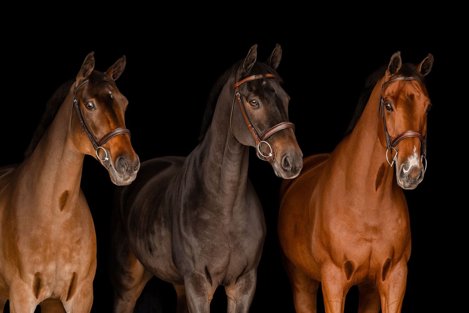 The Horses of Duffy-Housel Group Inc. | Black Background Portraits