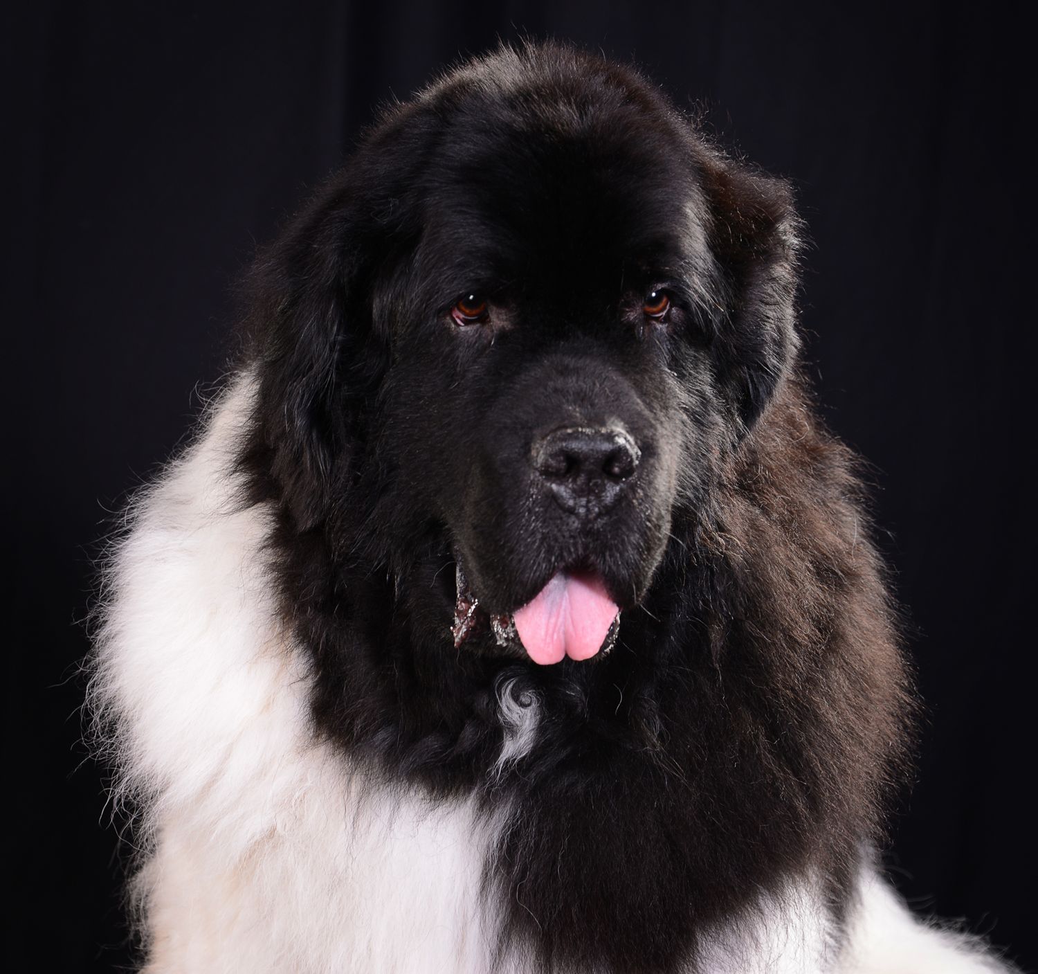 Black and white Newfoundland dog portrait with tongue out against dark background.