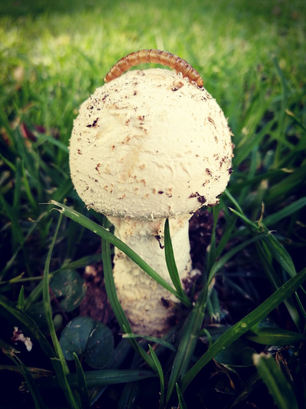 White mushroom in green grass with a worm on top of the mushroom