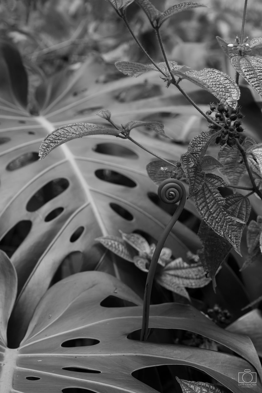 Black and white image of a monstera leaf and other assorted plants
