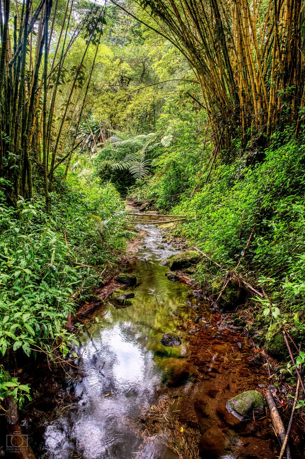 HDR image of a stream along the path at Akaka Falls
