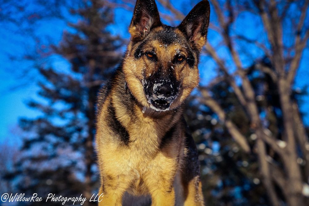 German Shepherd dog portrait against vibrant blue sky.