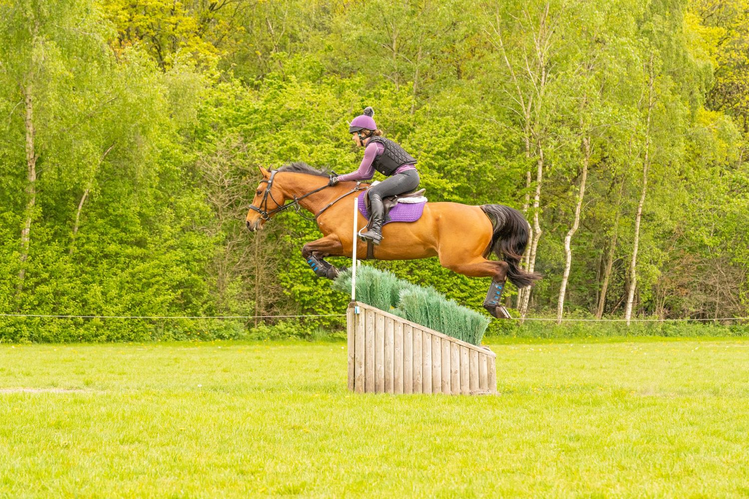 Jason Stuart Photography , West Yorkshire Wedding Photographer-pet photography - Equine Showjumping Horse Photographer