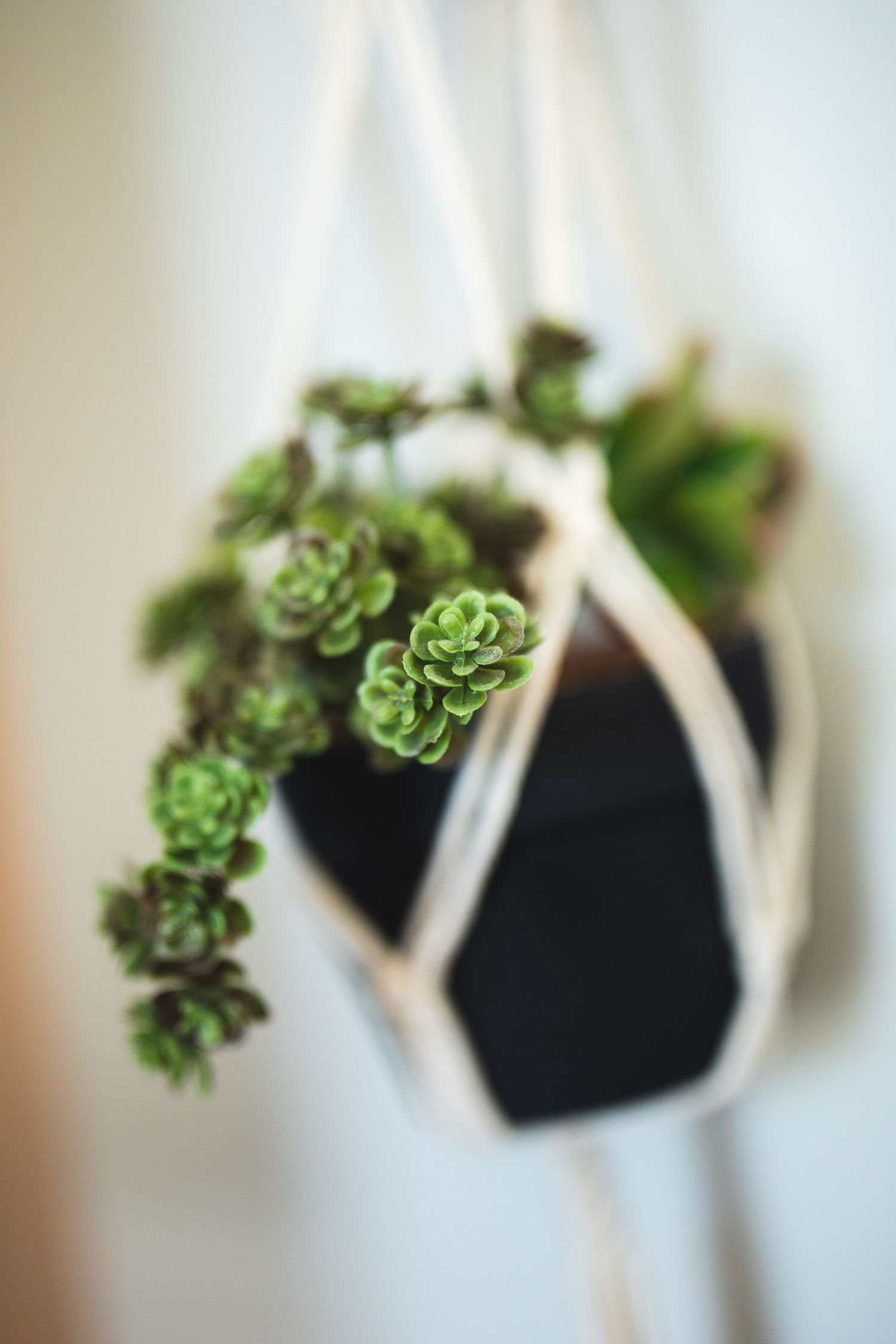 Hanging macrame planter with cascading succulent plants against white wall.