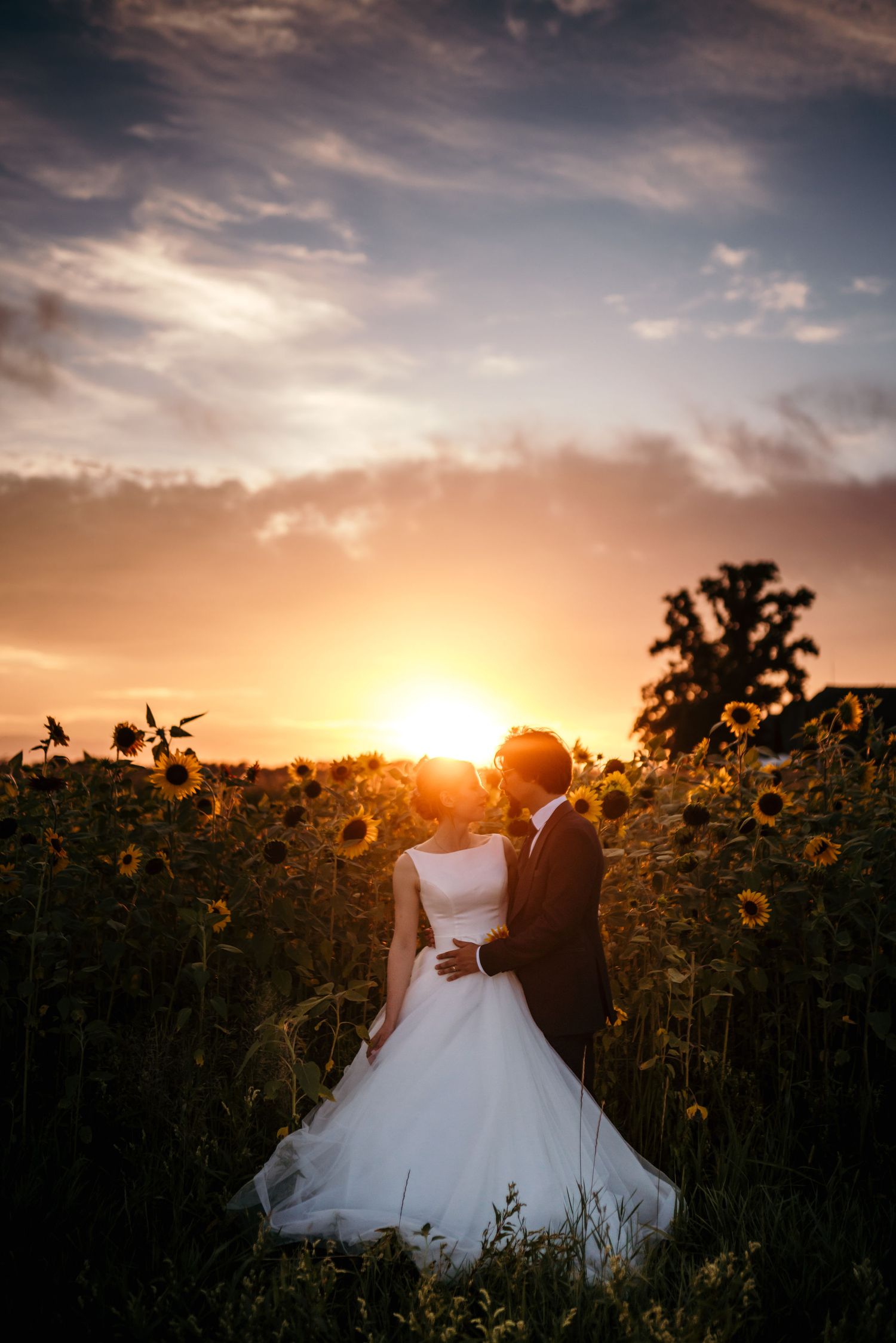 Wedding couple embracing in a sunflower field during golden hour sunset.