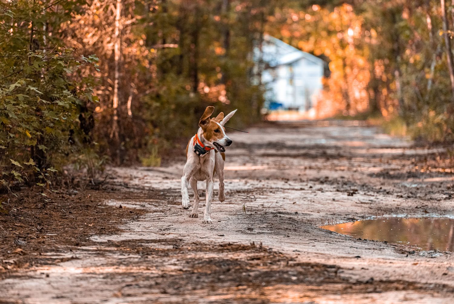 Red and white foxhound in pursuit of a coyote at fox pen in Walterboro, South Carolina.