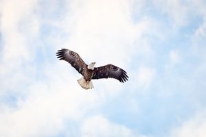 Bald Eagle || Fort Collins, Colorado