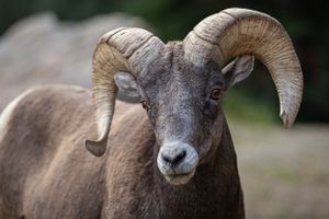 Big Horn Sheep || Big Thompson Canyon-Estes Park, Colorado