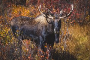 Bull Moose || Telluride, Colorado