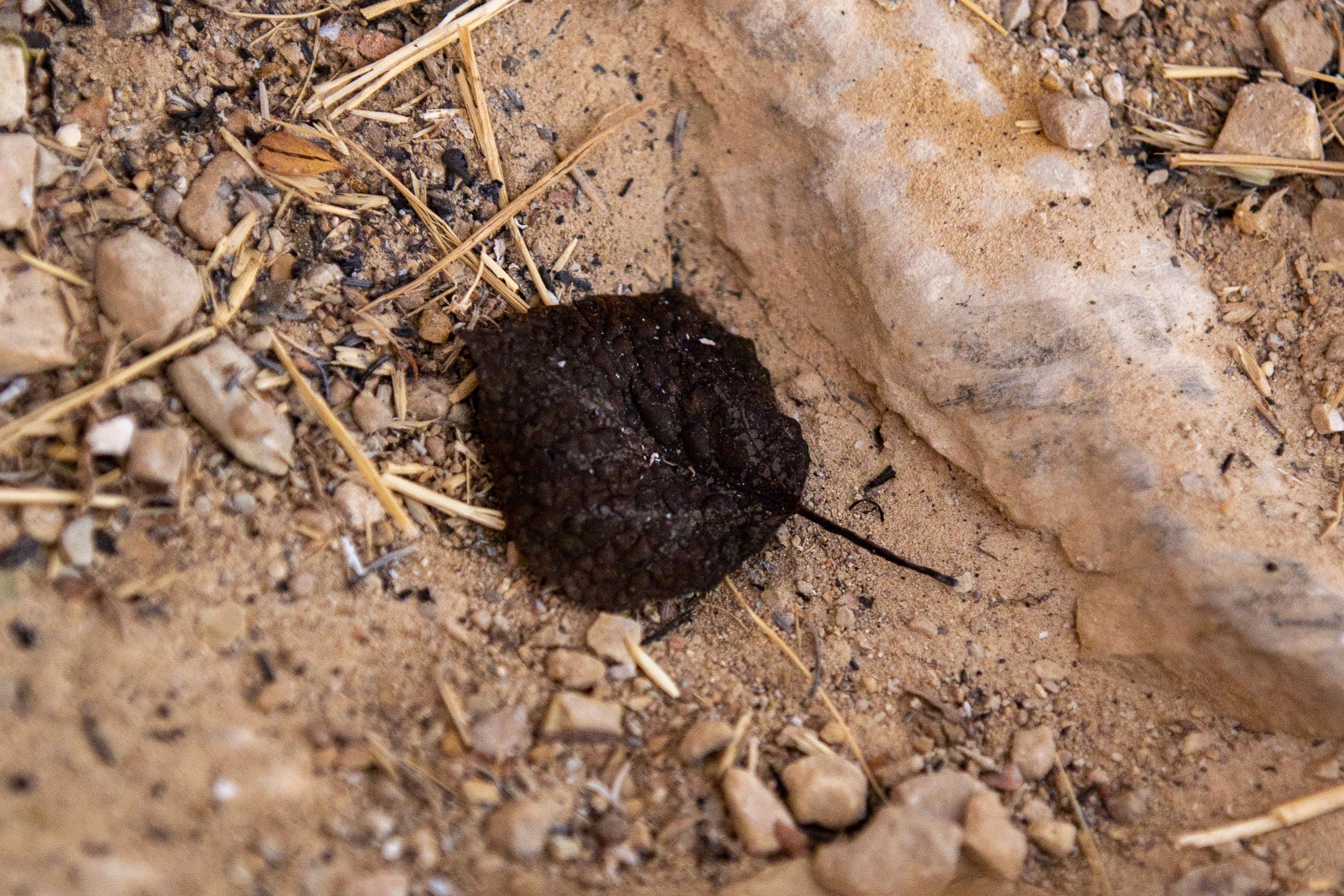 Burnt Leaf || Cameron Peak Fire || Northern Colorado