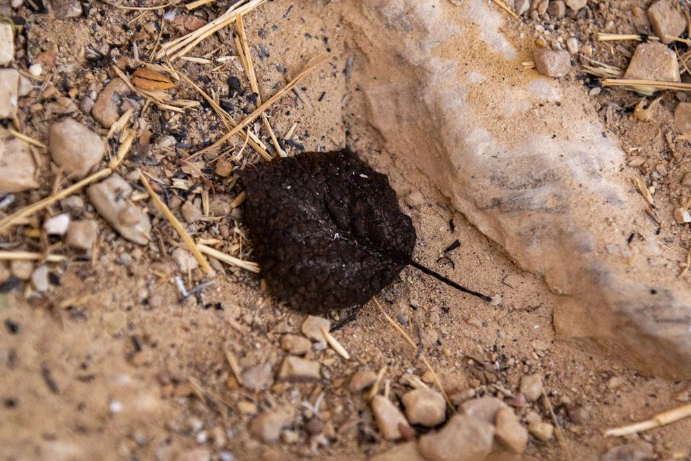 Burnt Leaf || Cameron Peak Fire || Northern Colorado
