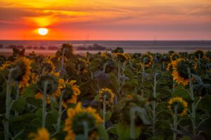 Sunflower Fields || Denver, Colorado