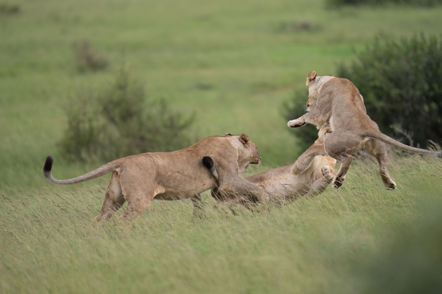 Lions resting and lounging in the grass of an African savanna.