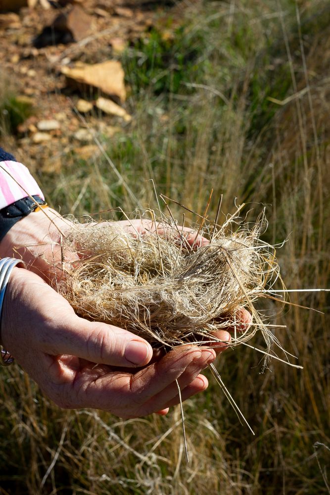 Hands cradling a small birds nest on a farm in Dalton NSW. Editorial image by Em Callaghan Photography.