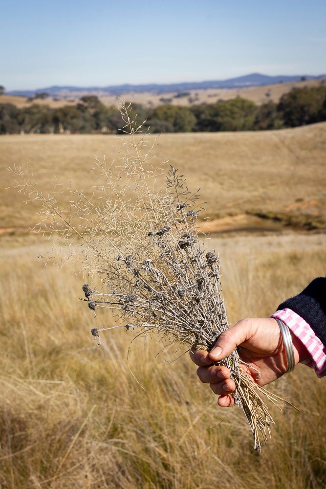 A hand holding foraged foliage in a paddock of bleached grass with a blue sky and dark green hills in the background. Image by Em Callaghan