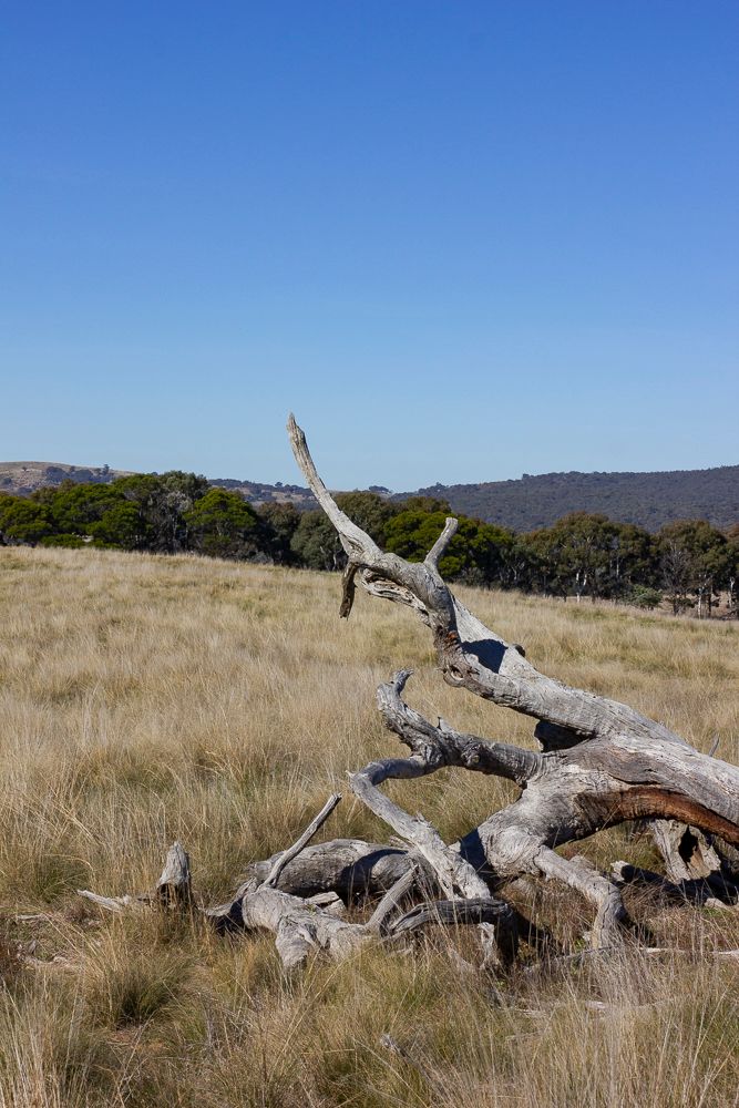 A fallen tree in the middle of a paddock of bleached grass with a blue sky and dark green hills in the background. Image by Em Callaghan