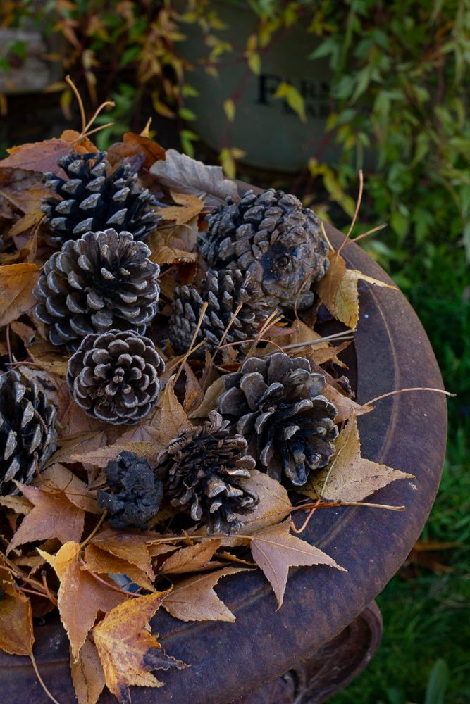 Image of pine cones and autumn leaves piled on a garden urn in a country garden. Editorial photo by Em Callaghan Photography.