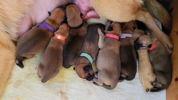 Pacific Skye Chinook puppies
