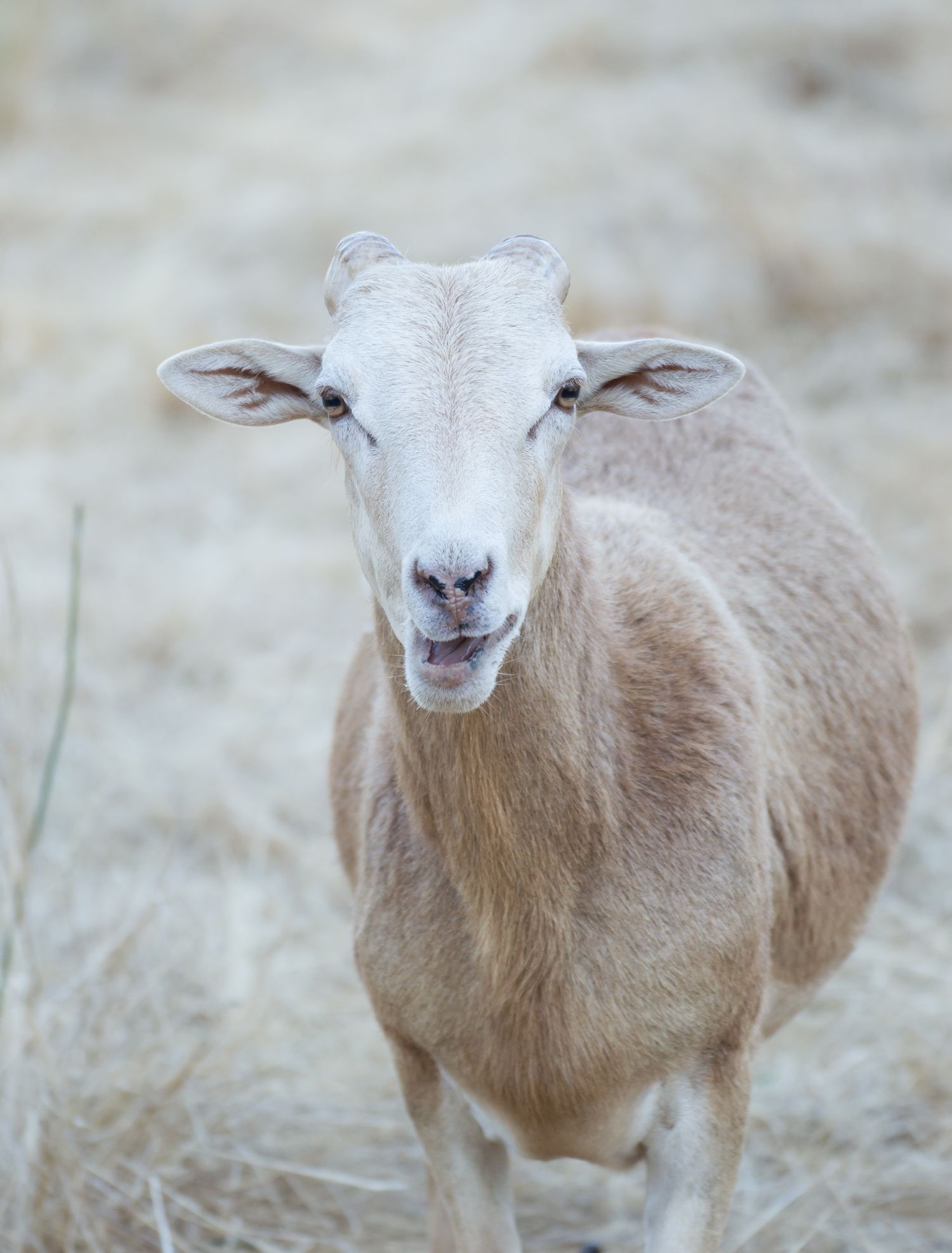 Sheep in our back paddock
