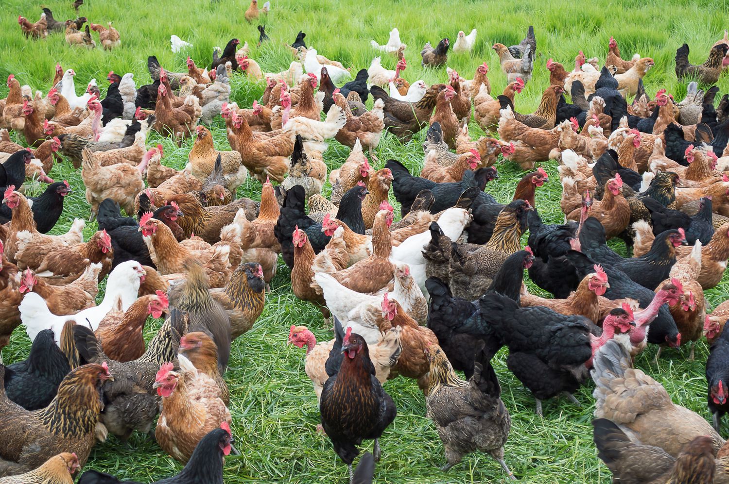 The chickens at Wise Acre Farm in Windsor, CA
