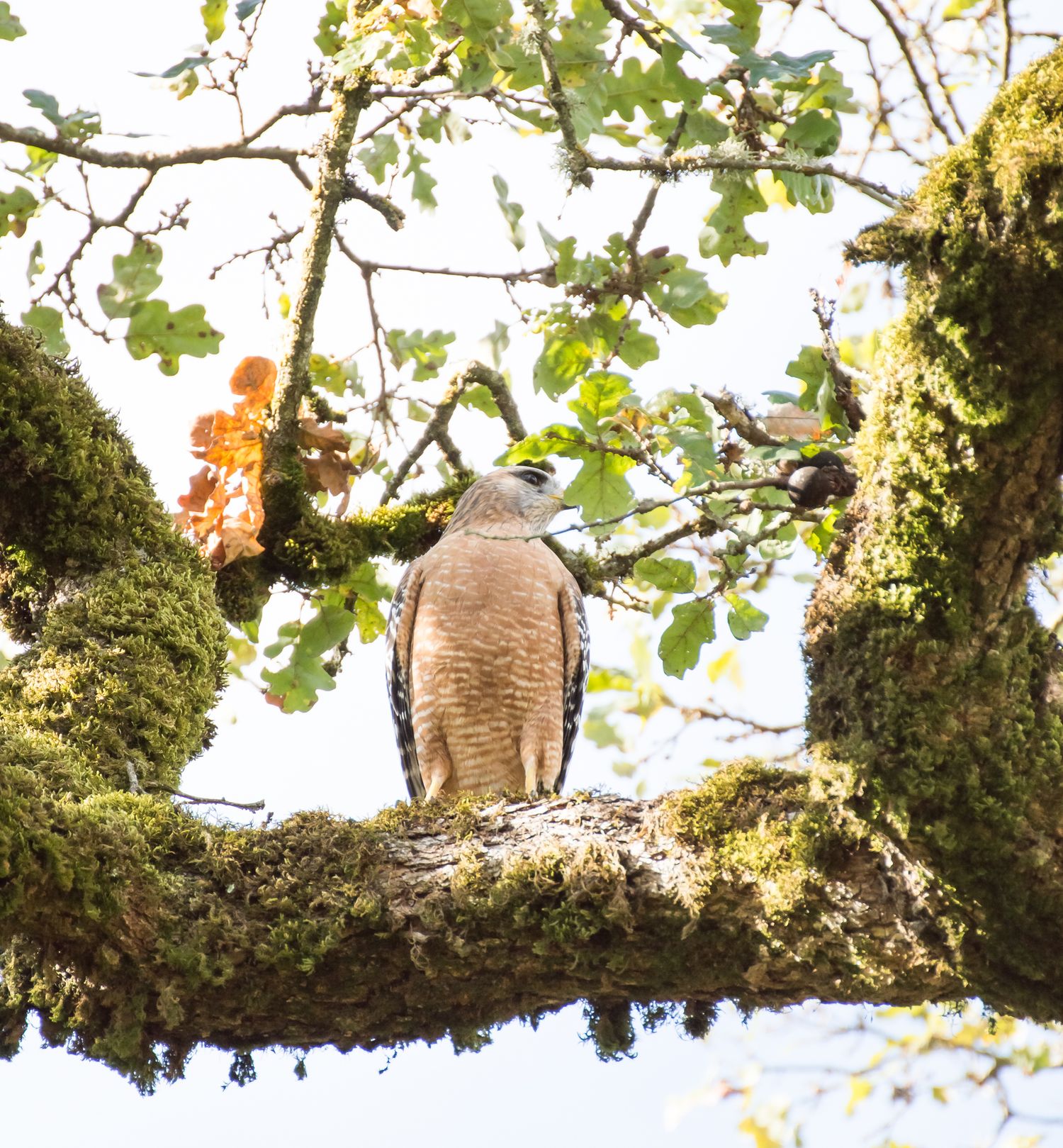 Golden Tail Hawk at Laguna de Santa Rosa