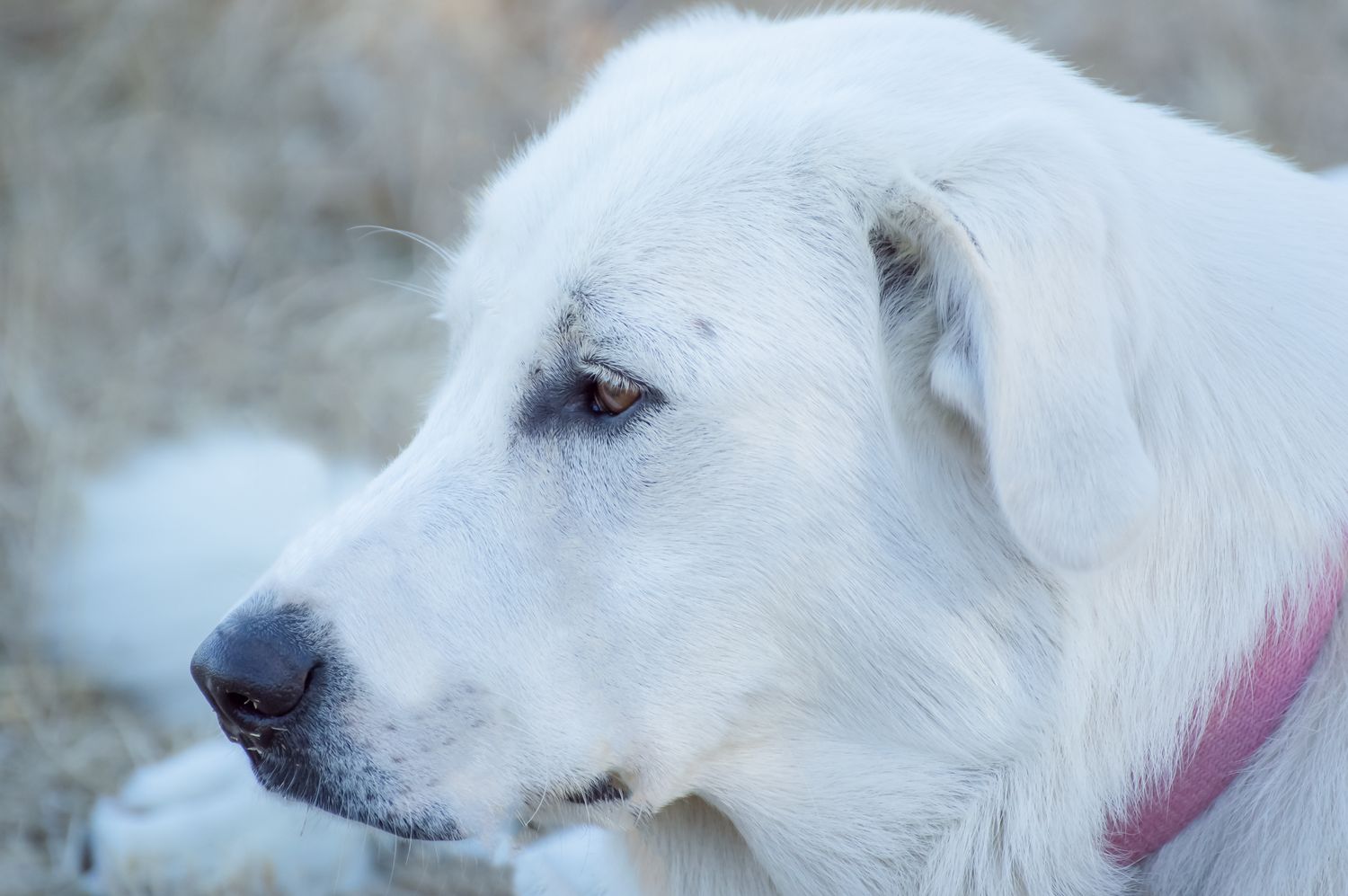 Lucy, The Guardian Dog