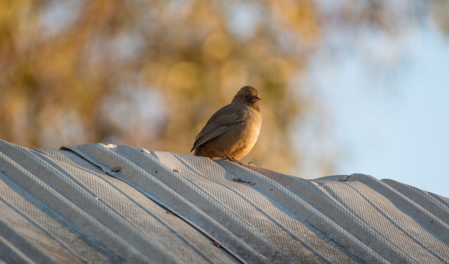 Golden Hour birdie on a tin roof