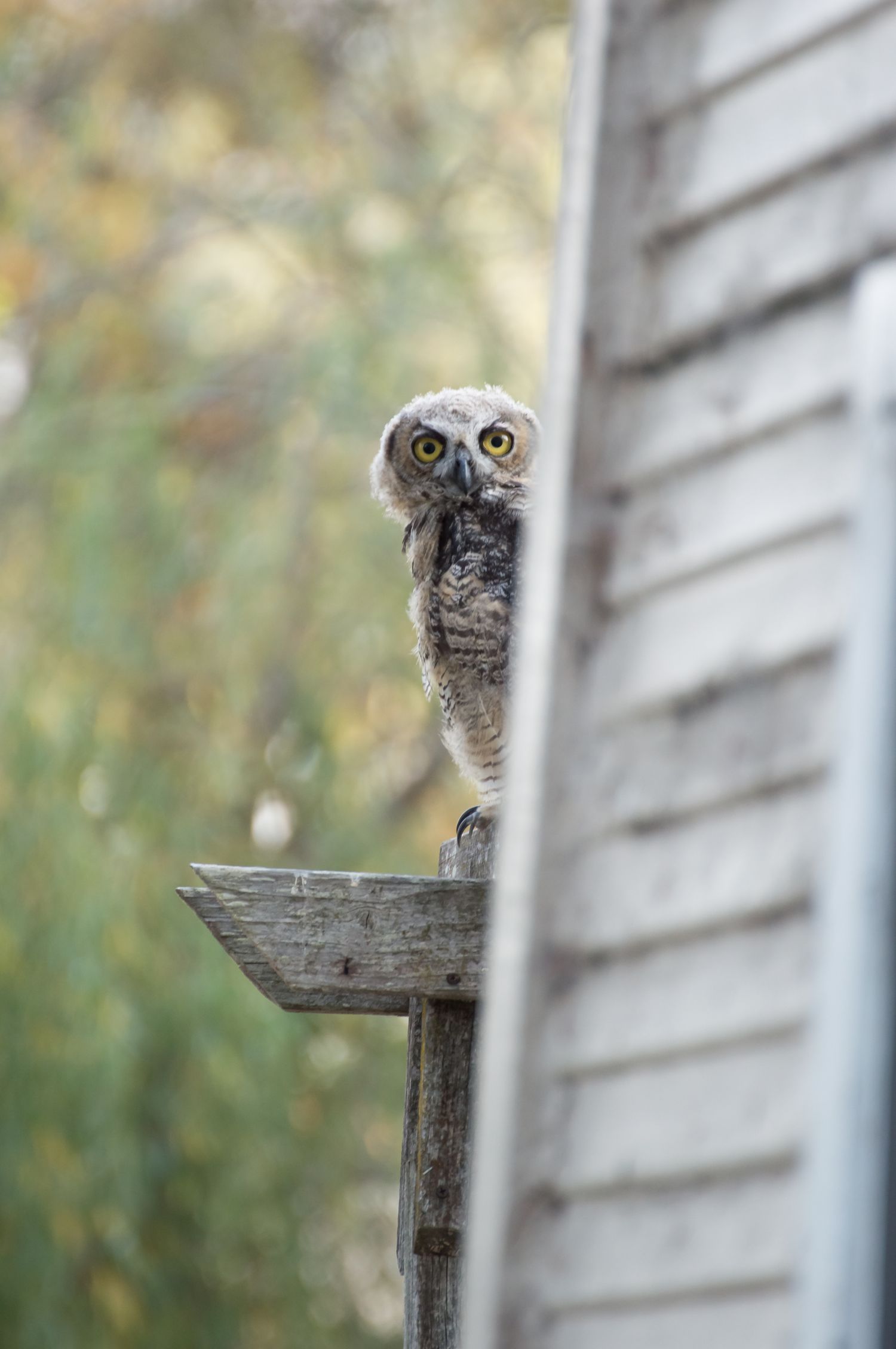 Fledgling Great Horned Owl Summer 2018