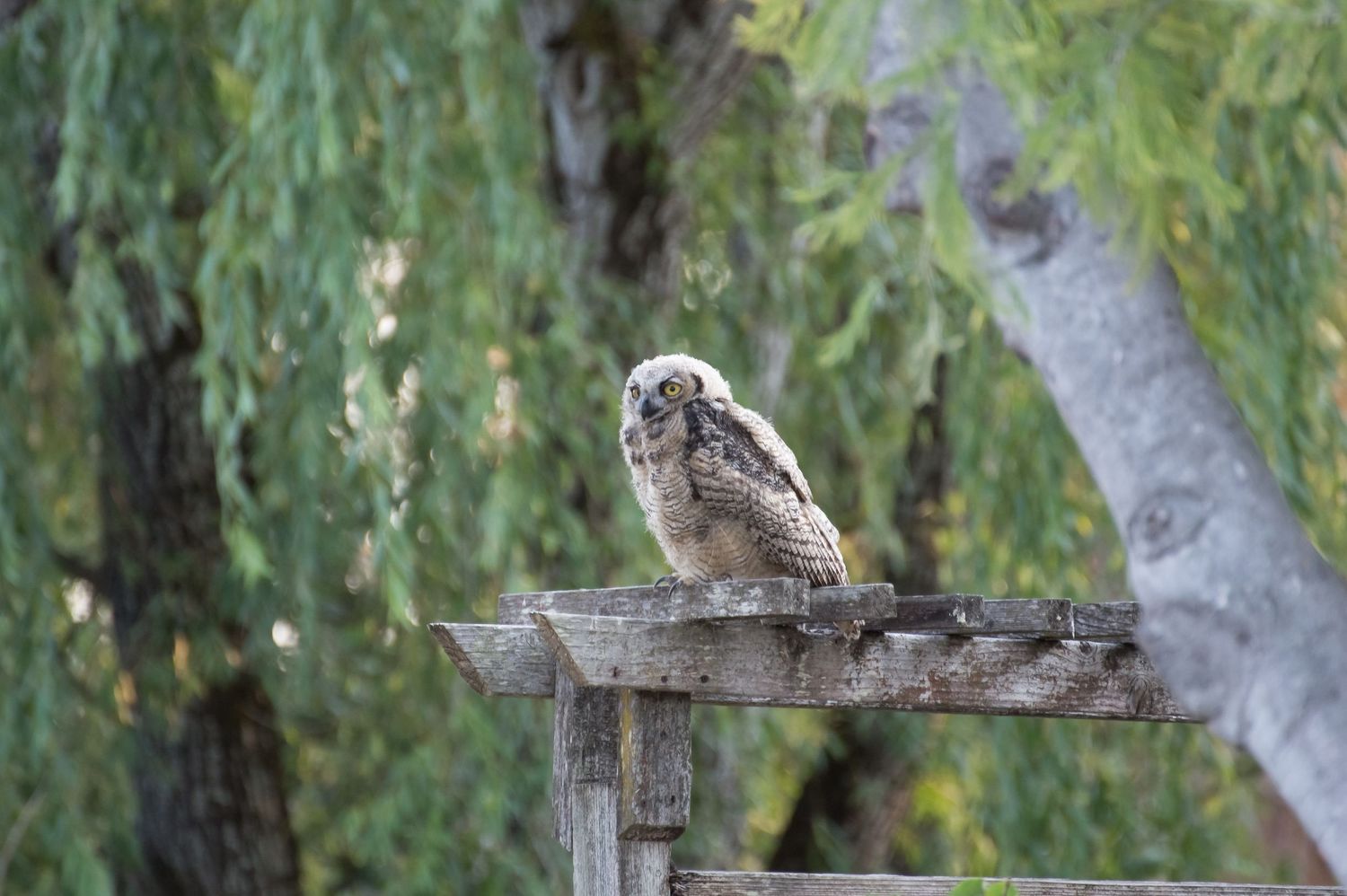 Fledgling Great Horned Owl Summer 2018