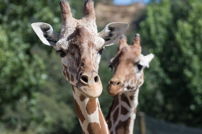 Giraffes at Safari West, Santa Rosa, CA