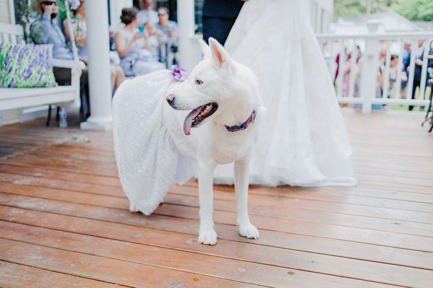 White dog with purple floral collar stands proudly on wooden deck during outdoor wedding ceremony.