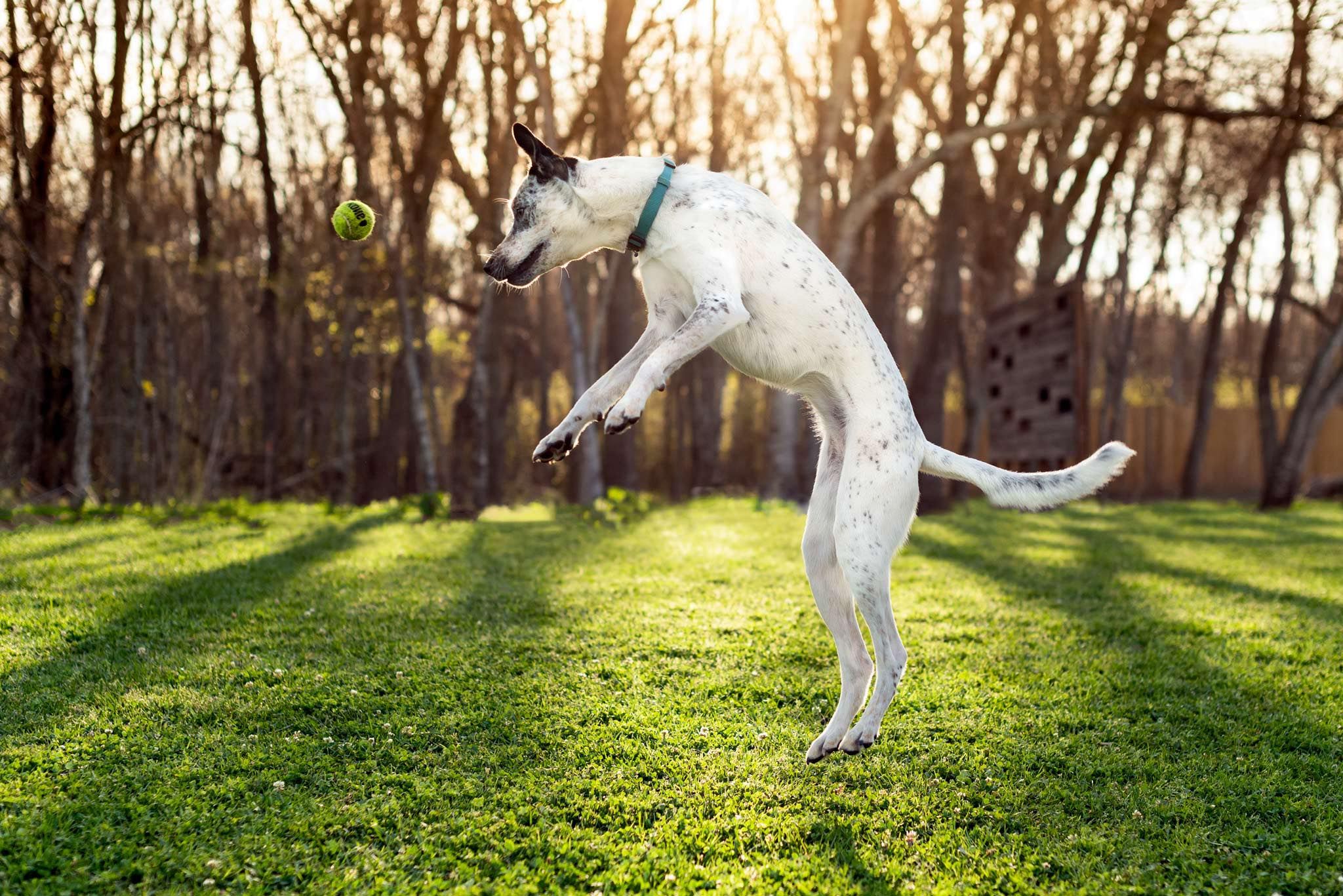 dog jumping in the air after a tennis ball