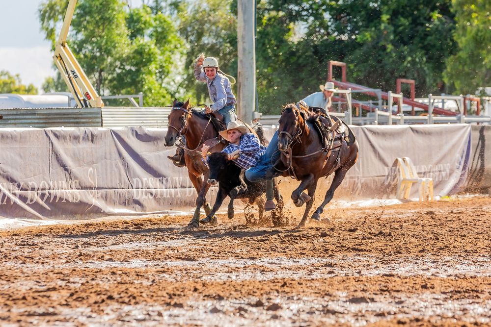 Competitive steer wrestling event at a dusty rodeo arena.